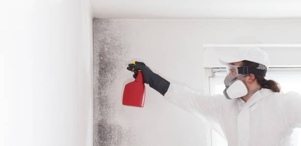 Best Toxic Mold Removal  in Cheviot, OH